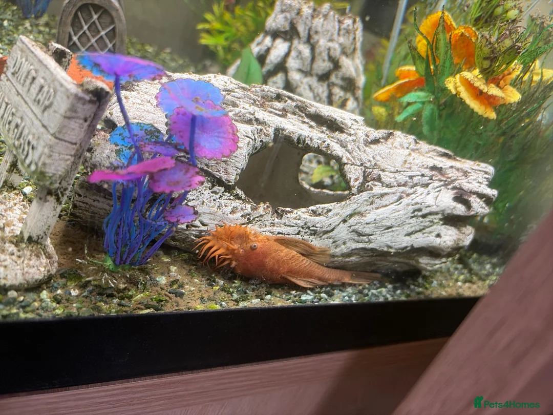 Plecos fish for sale: Bristlenose pleco in Mansfield - Advert 1