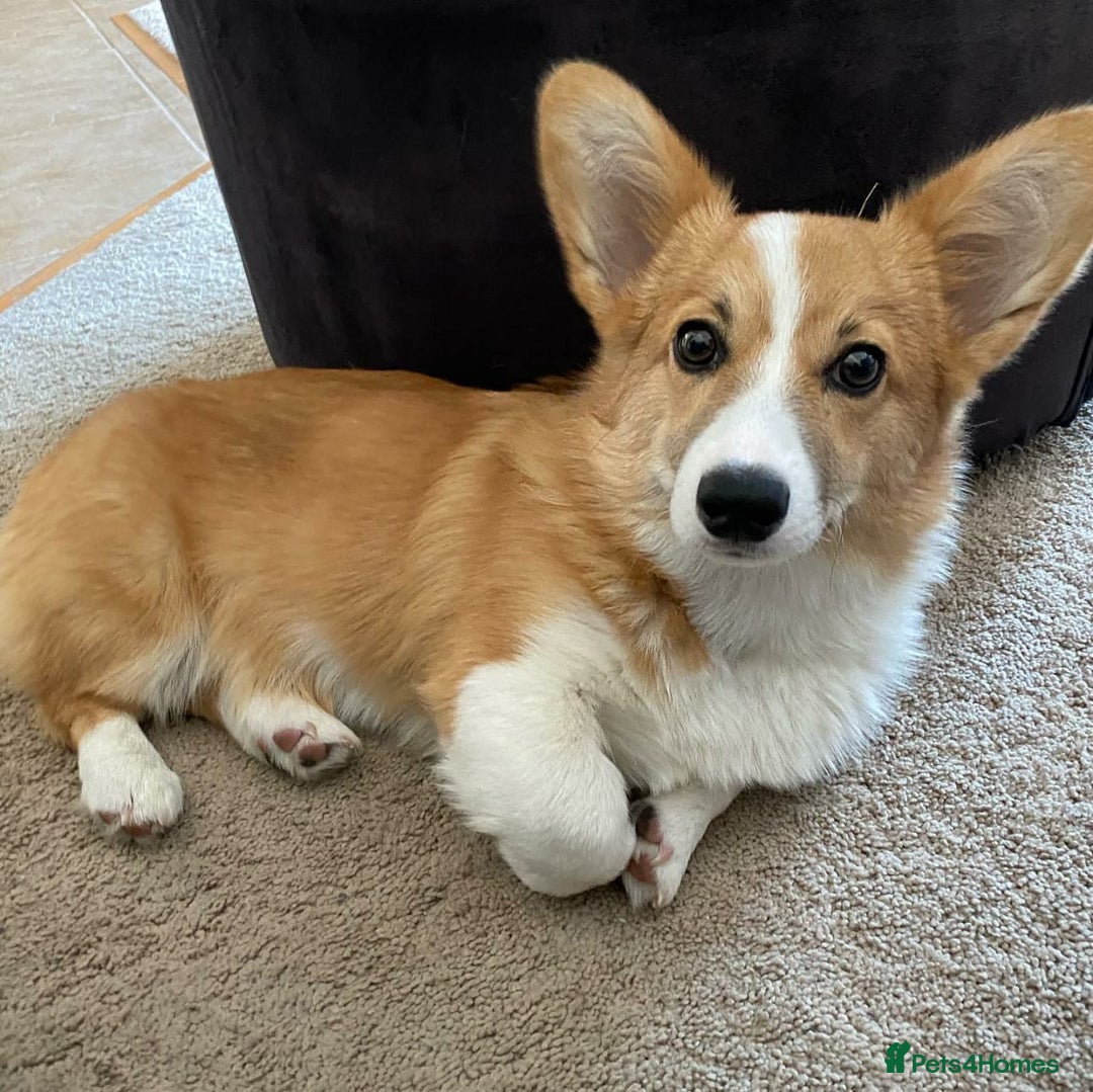 Welsh Corgi Pembroke dogs for sale: Male Welsh Corgi Pembroke Puppy - Image 1