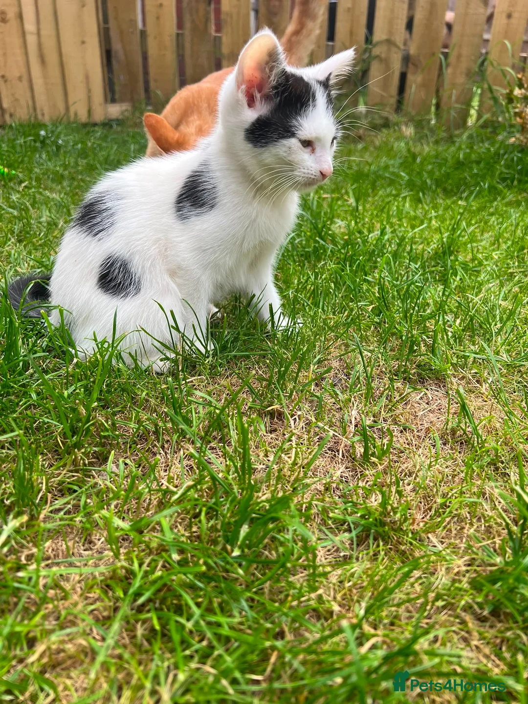 Mixed Breed cats for sale: Persian/siamese - Advert 1