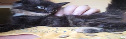 Mixed Breed cats for sale: KITTENS READY NOW - Advert 14