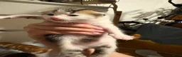 Domestic Shorthair cats for sale: Kittens for sale  - Advert 10