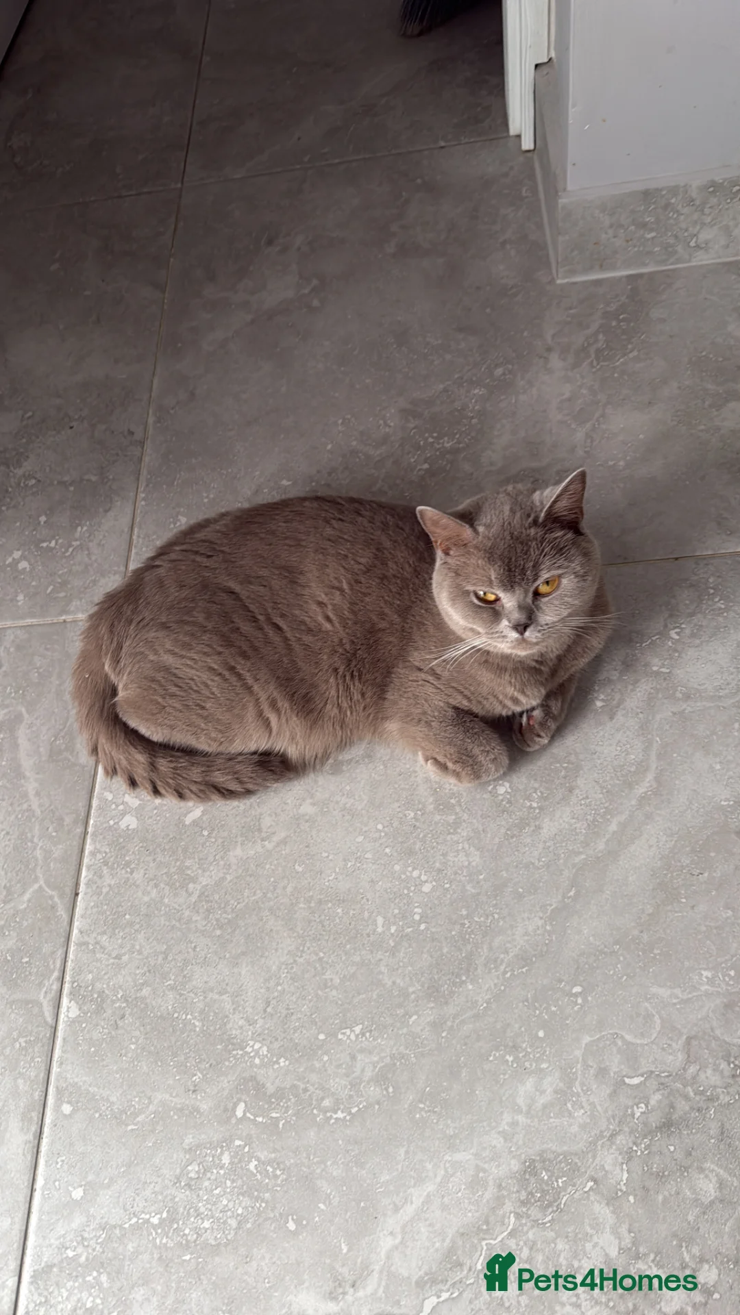 British Shorthair cats for sale: Liliac boy BSH  - Advert 7