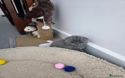 Scottish Fold cats for sale: 2 beautiful Scotish fold girls - Image 2