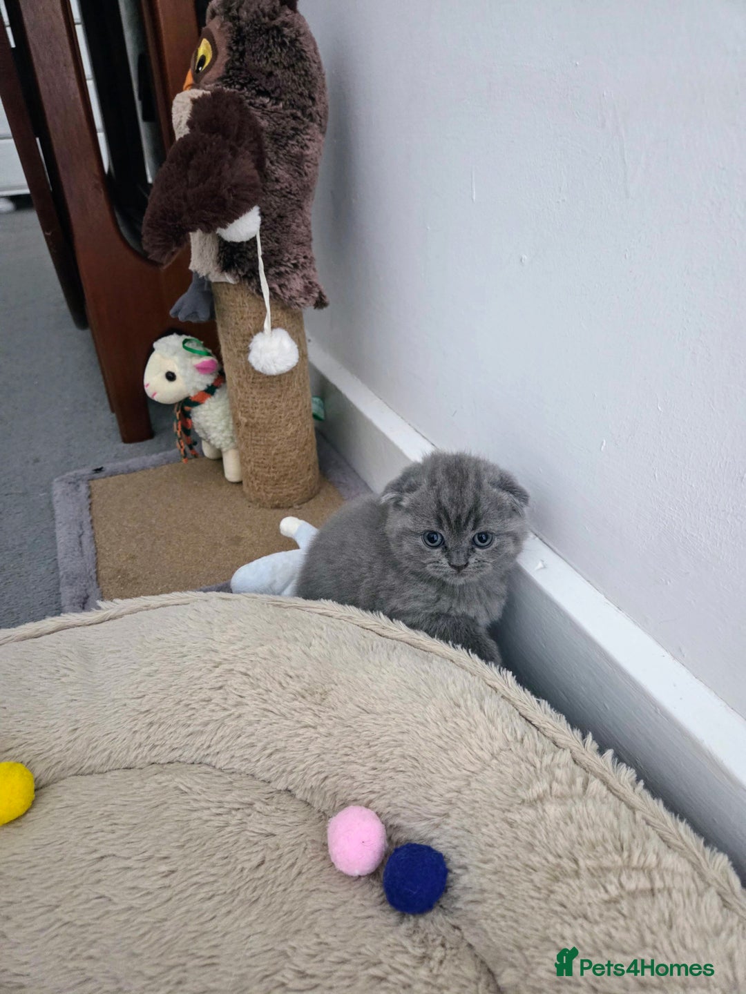 Scottish Fold cats for sale: 2 beautiful Scotish fold girls - Image 2