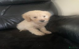 Cockapoo dogs for sale: Ready Now Beautiful litter of cockapoo puppies  - Image 1