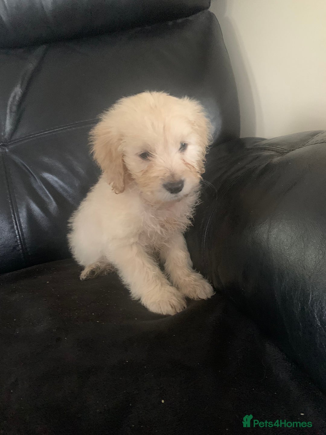Cockapoo dogs for sale: Ready Now Beautiful litter of cockapoo puppies  - Image 1