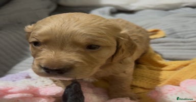 Mixed Breed dogs - Advert 15