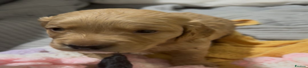 Mixed Breed Puppy 1
