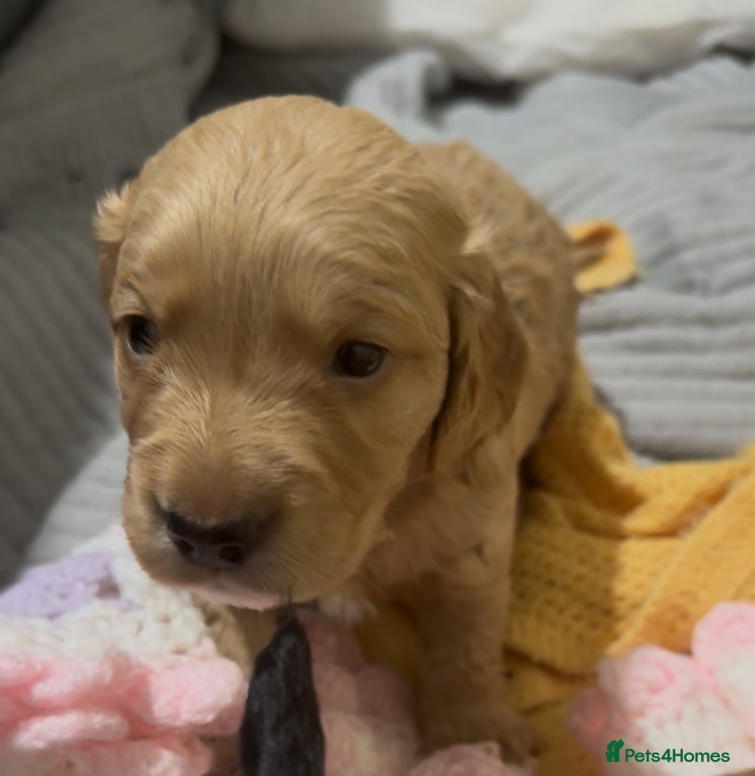 Mixed Breed dogs for sale: Show Cocker X Miniature dachshund Puppies - Image 3