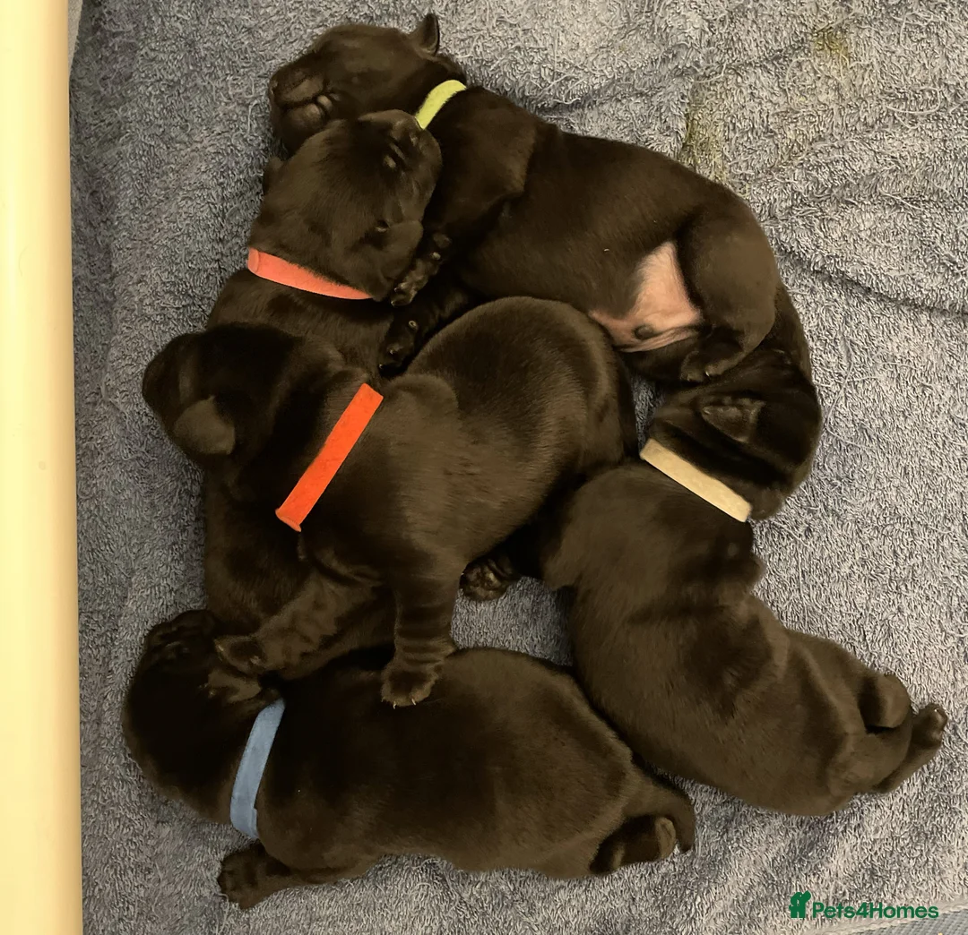 Labrador Retriever dogs for sale: Beautiful KC registered Black lab puppy - last boy - Advert 7