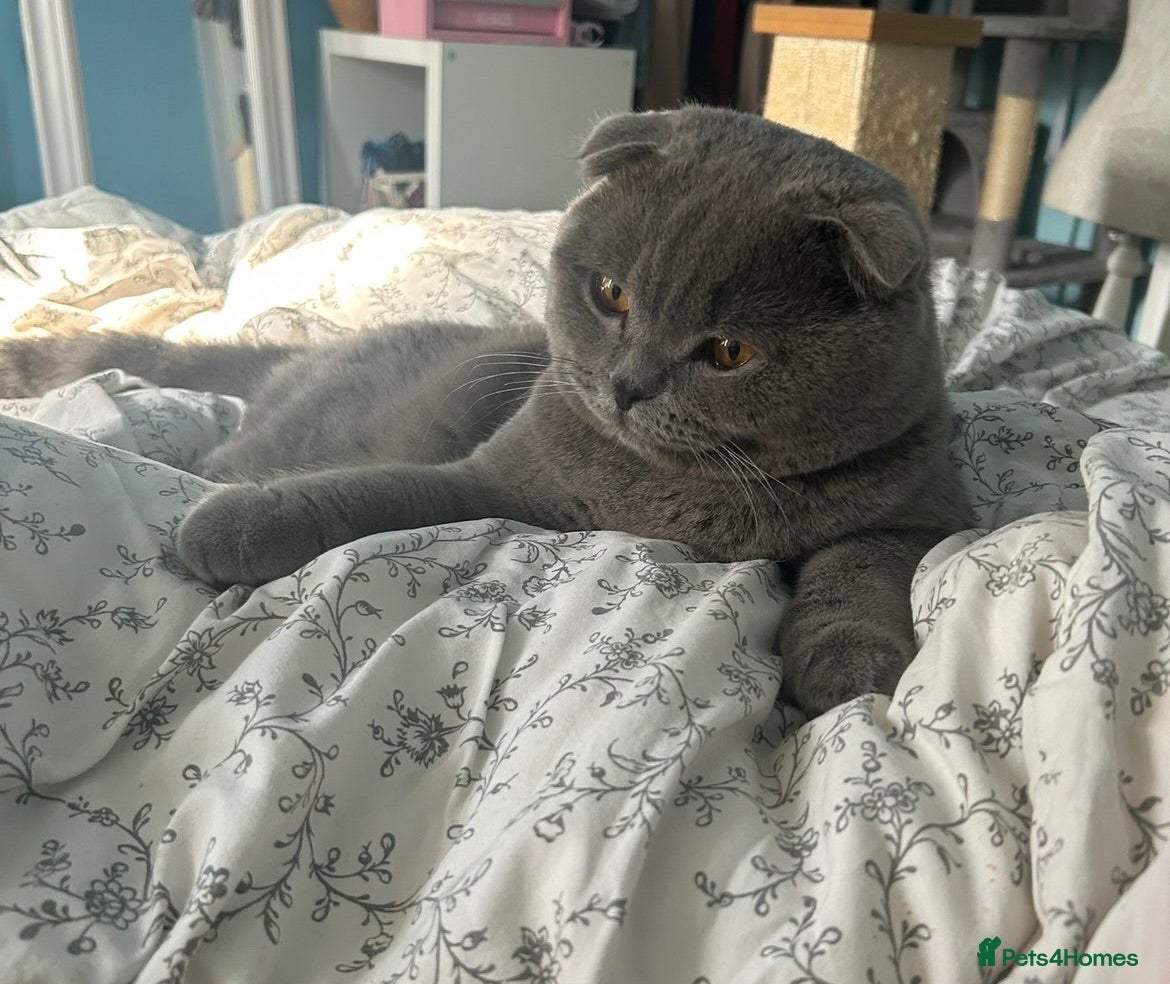 Scottish Fold cats Scottish Fold for Stud  - Advert 2