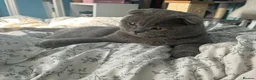 Scottish Fold cats for stud: Scottish Fold for Stud  - Advert 2