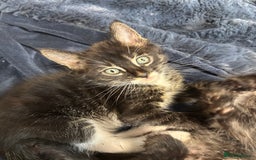 Maine Coon cats for sale: Super friendly fluffy Maine coon X Bengal kittens - Image 8