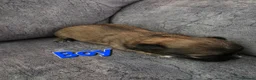 Chihuahua dogs for sale: 4 Chihauhau puppies ready end of July - Advert 16
