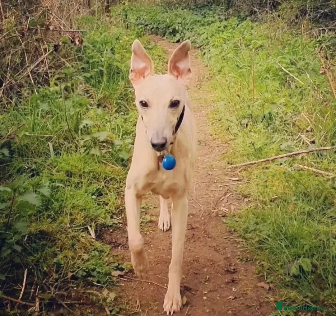 Whippet dogs for stud: Whippet for stud (KC reg; pedigree) Dorset. 20" in Sherborne - Advert 9