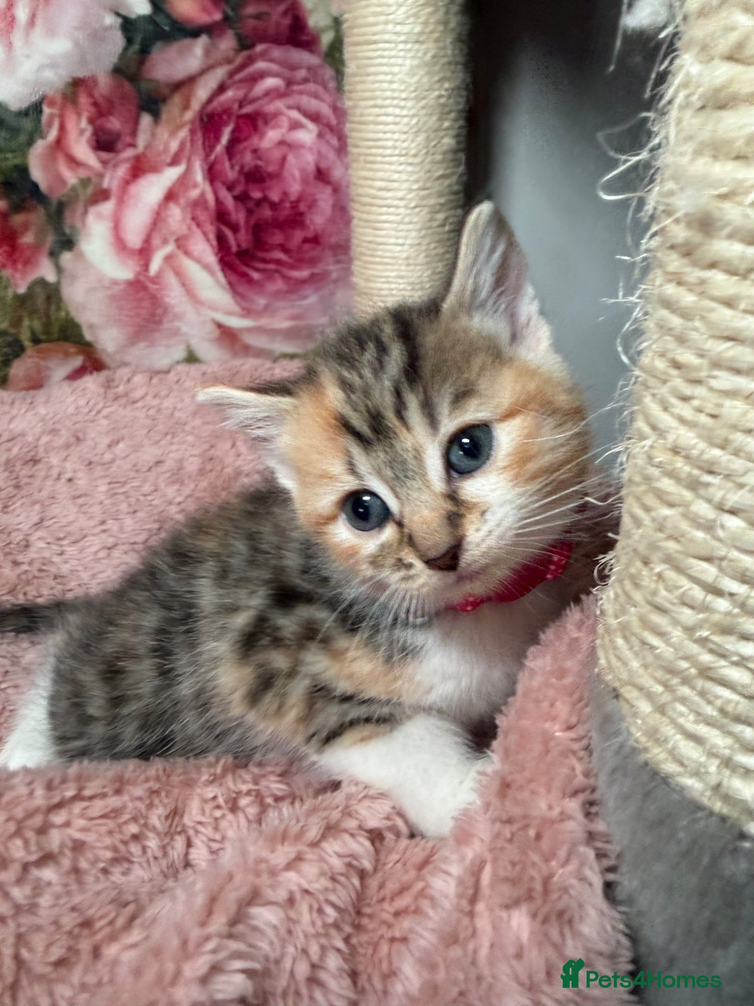 Mixed Breed cats 💗Bengal Mix ready to reserve💗 - Advert 21