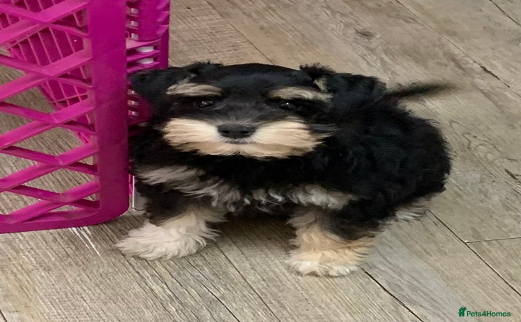 Miniature Schnauzer dogs - Advert 1