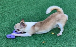 Chihuahua dogs for sale: Beautiful Tiny Young Male Chihuahua AVAILABLE. - Image 8
