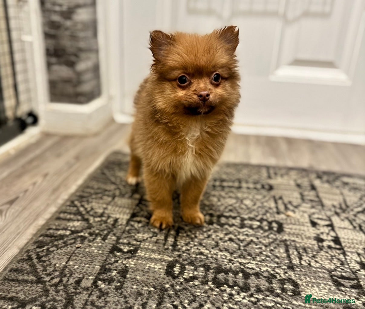 Pomeranian dogs ONE BOY Adorable Fluffy Pomeranian Puppy - Advert 1