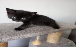 British Shorthair cats for sale: Beautiful little girl - Image 8