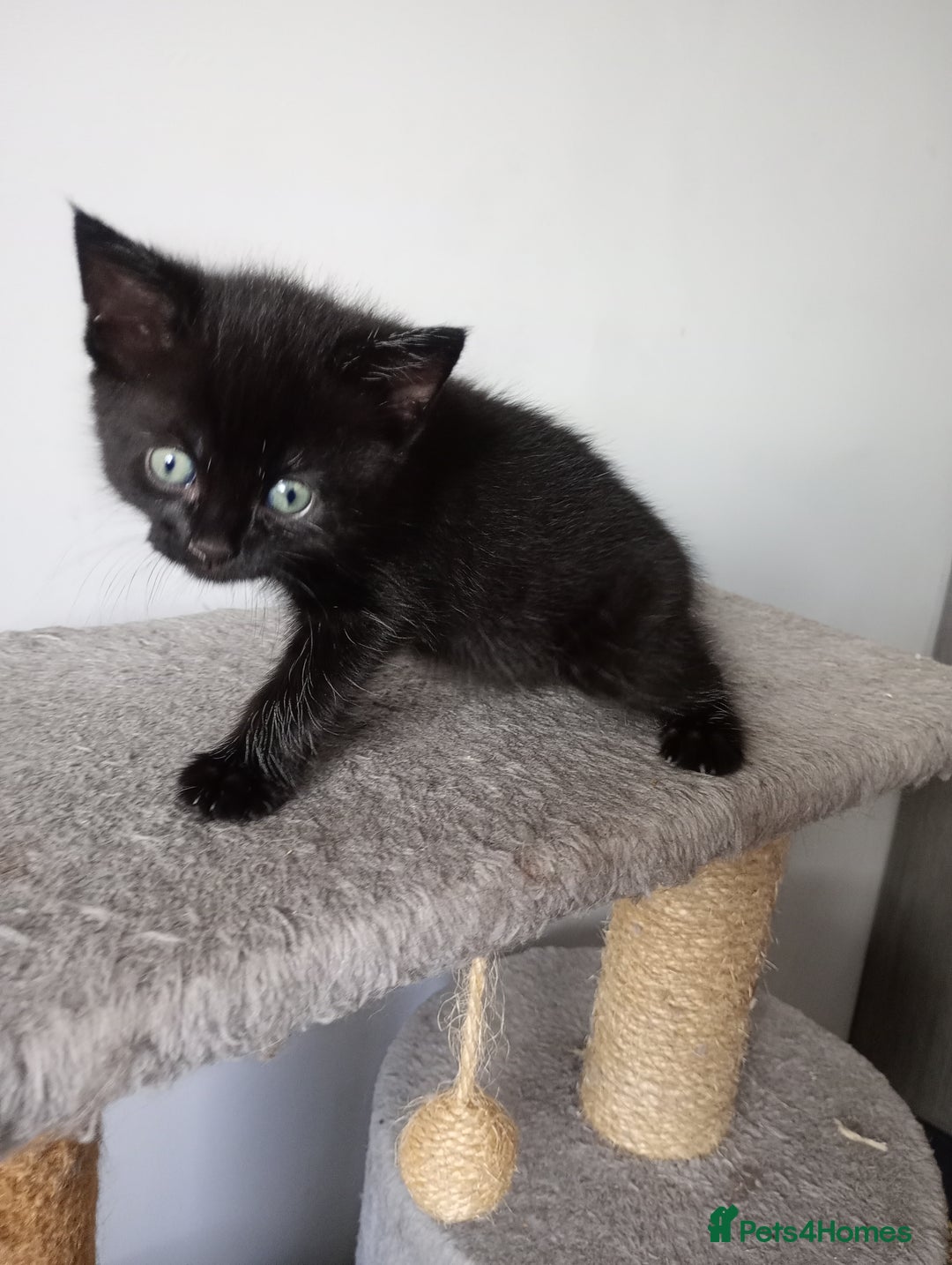 British Shorthair cats for sale: Beautiful little girl - Image 8