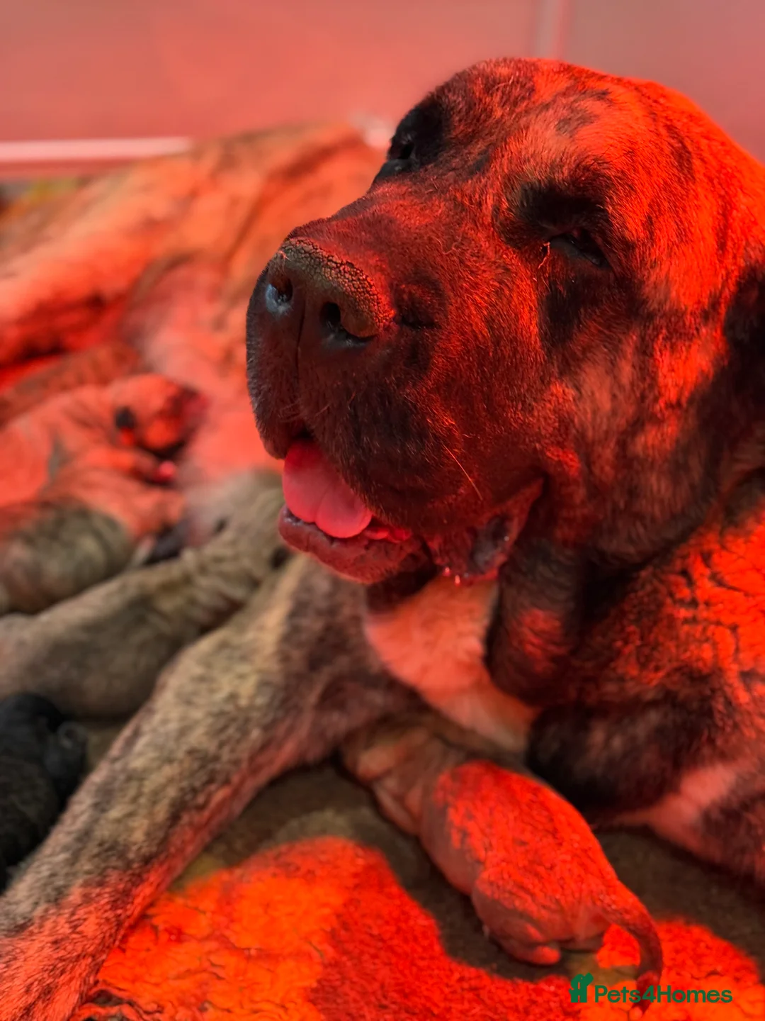 Mastiff dogs for sale: Registered Spanish mastiff puppies  - Advert 14