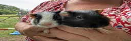 Guinea Pig rodents for sale: 3 x Boy Guinea Pigs - Advert 2