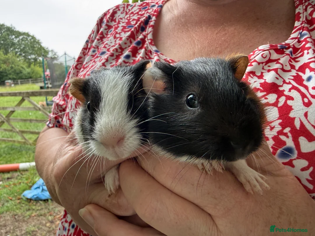 Guinea Pig rodents for sale: 3 x Boy Guinea Pigs - Advert 2