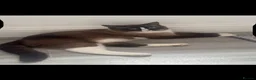 Mixed Breed cats for sale: British /snowshoe healthy kittens  in Carshalton - Advert 9