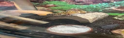 Leopard Gecko reptiles for sale: Leopard Gecko and vivarium in Didcot - Advert 4