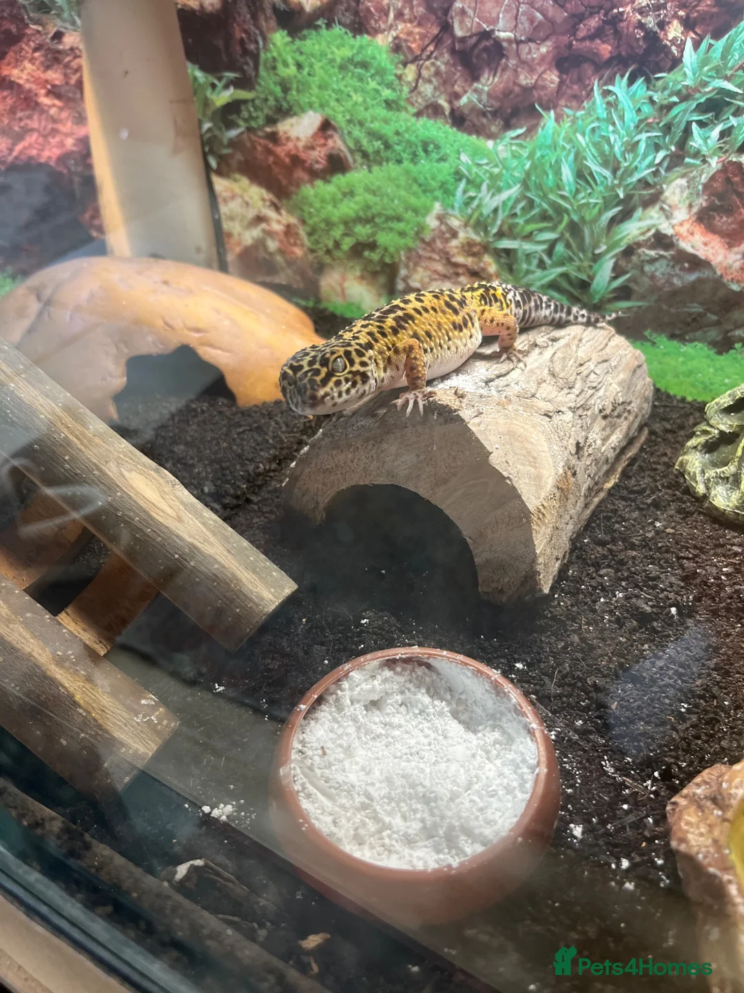 Leopard Gecko reptiles for sale: Leopard Gecko and vivarium in Didcot - Advert 4