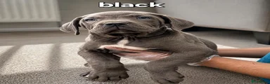 Black male