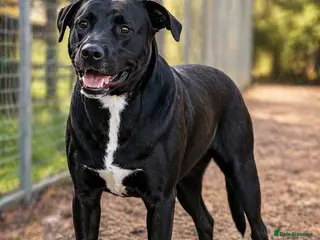 Mixed Breed dogs SHEAMUS,URGENT sensitive Soul Labrador Cross - Advert 5