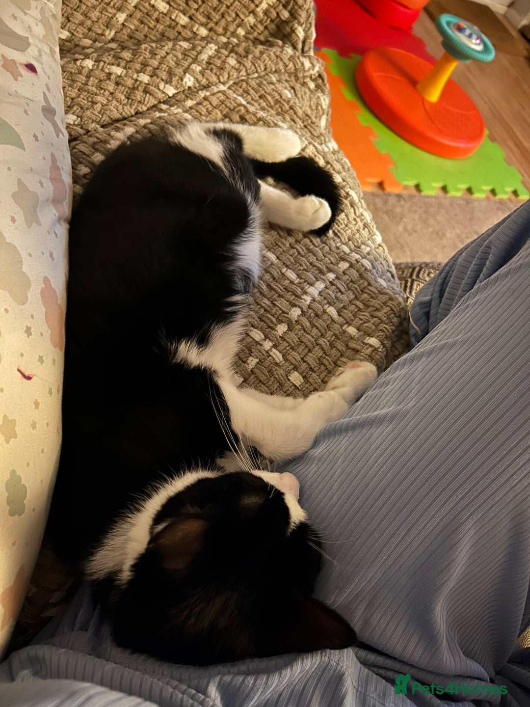 Mixed Breed cats for sale: Loving cat needing new home - Image 4