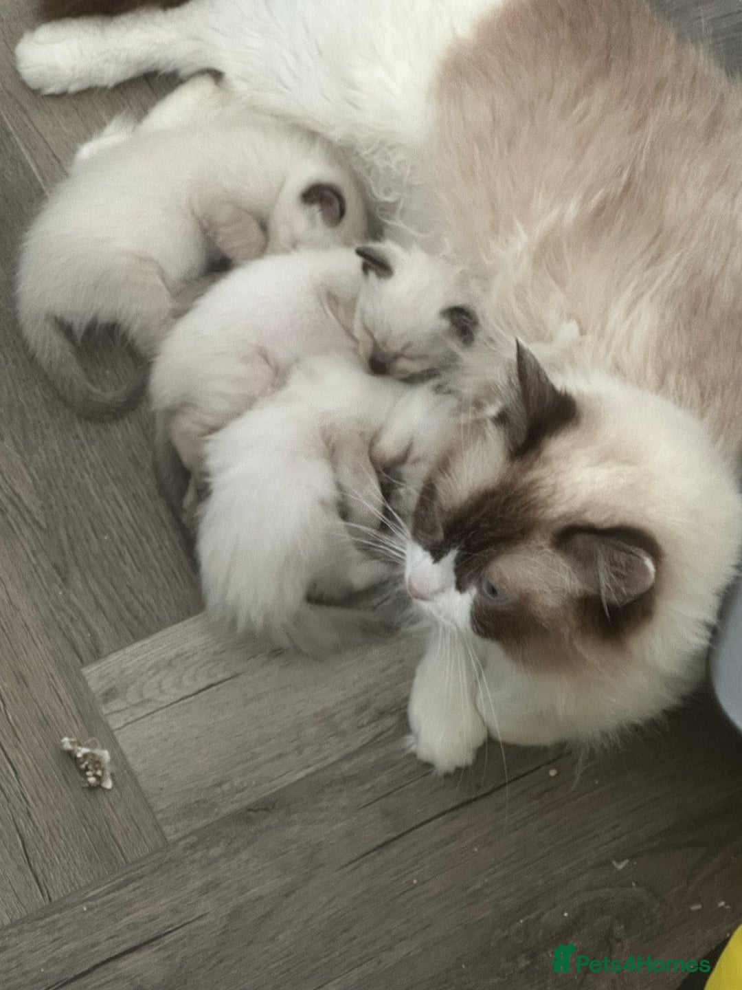 Ragdoll cats for sale: Pure Bred Ragdoll kittens offers welcome  - Image 4