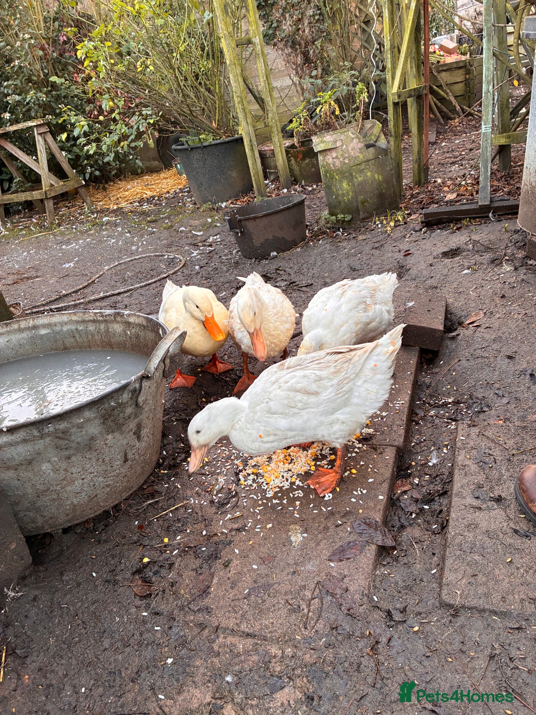 Ducks poultry for sale: 4 Aylesbury Ducks - Advert 4