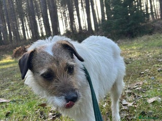 Mixed Breed dogs in Norwich - Advert 40