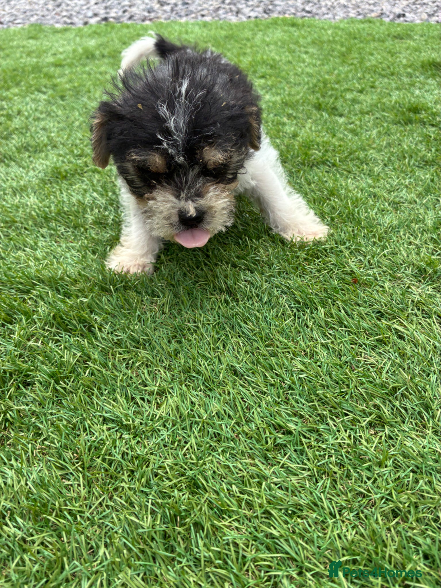 Mixed Breed dogs for sale: Jack Russell x Yorkshire Terrier  - Advert 5