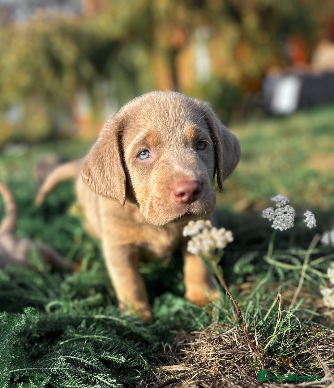 Labrador Retriever dogs for sale: 🐾Meet our adorable silver & charcoal lab pupps🐾  - Image 8