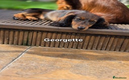 Dachshund dogs for sale: Red long-haired standard dachshund puppies - Image 33