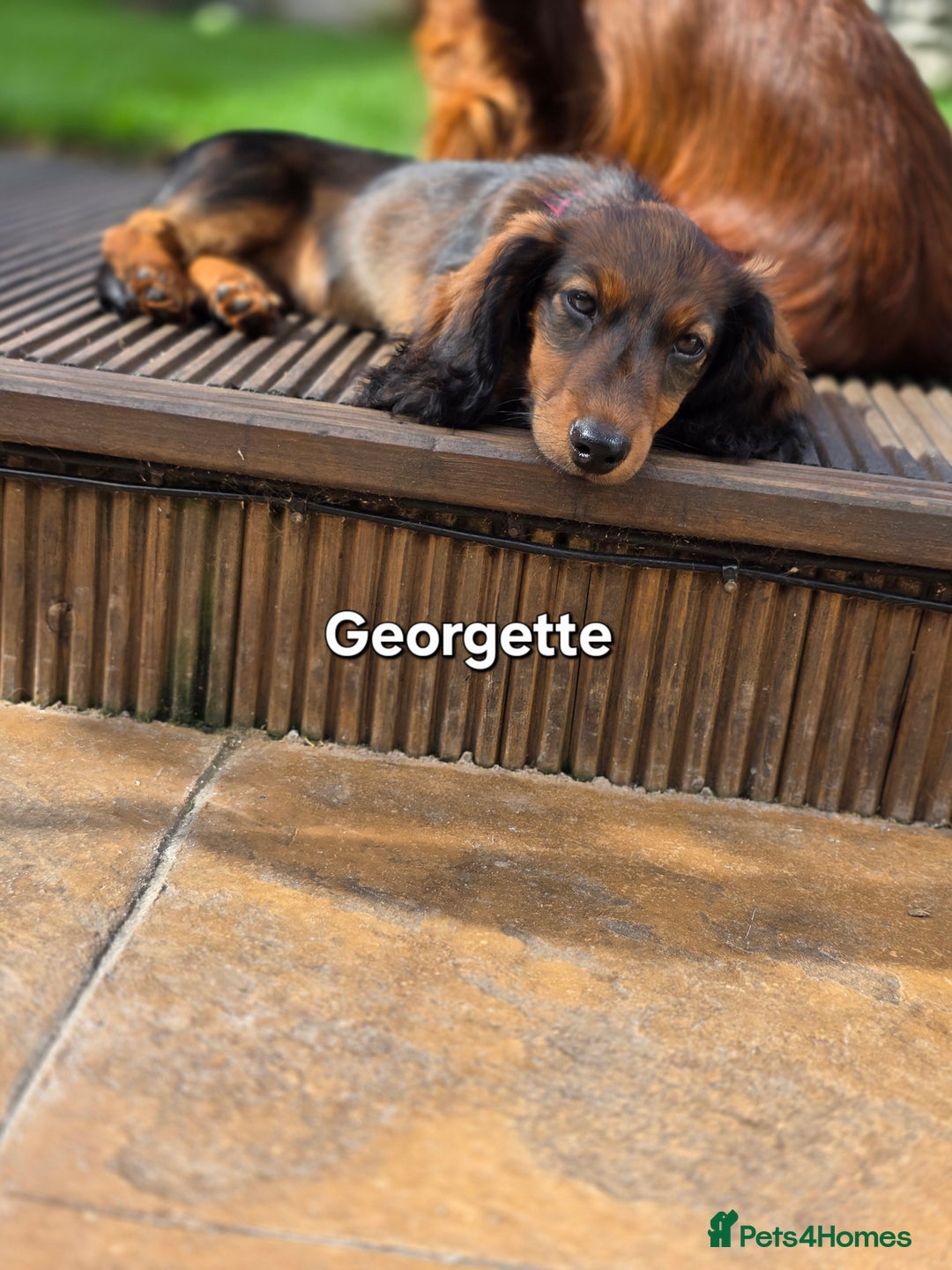 Dachshund dogs for sale: Red long-haired standard dachshund puppies - Image 33