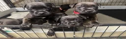 Staffordshire Bull Terrier dogs for sale: Gorgeous Brindle KC Pups  - Advert 4
