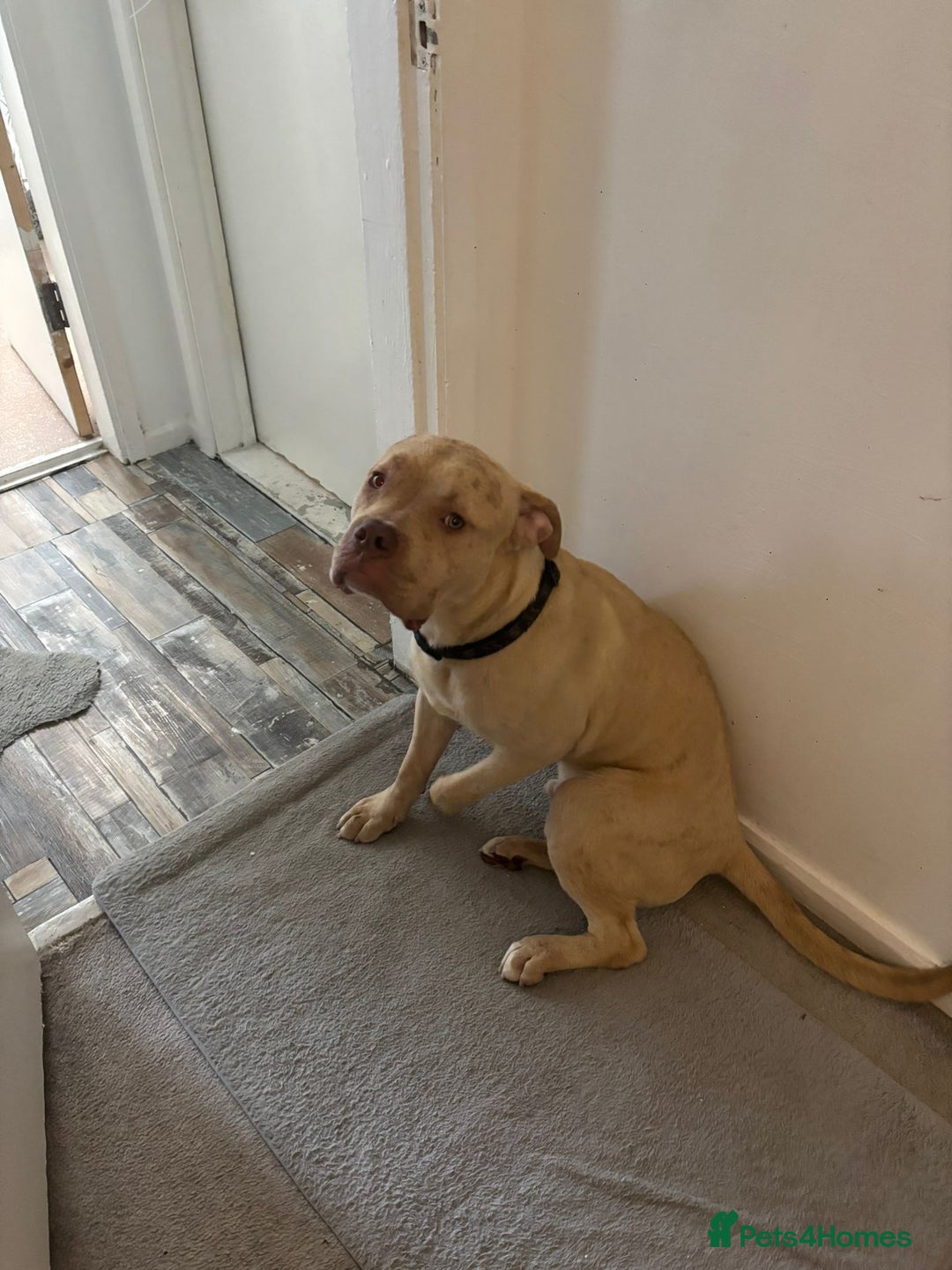 Bullmastiff dogs for sale: Bullmastiff puppy 9 months old - Image 3