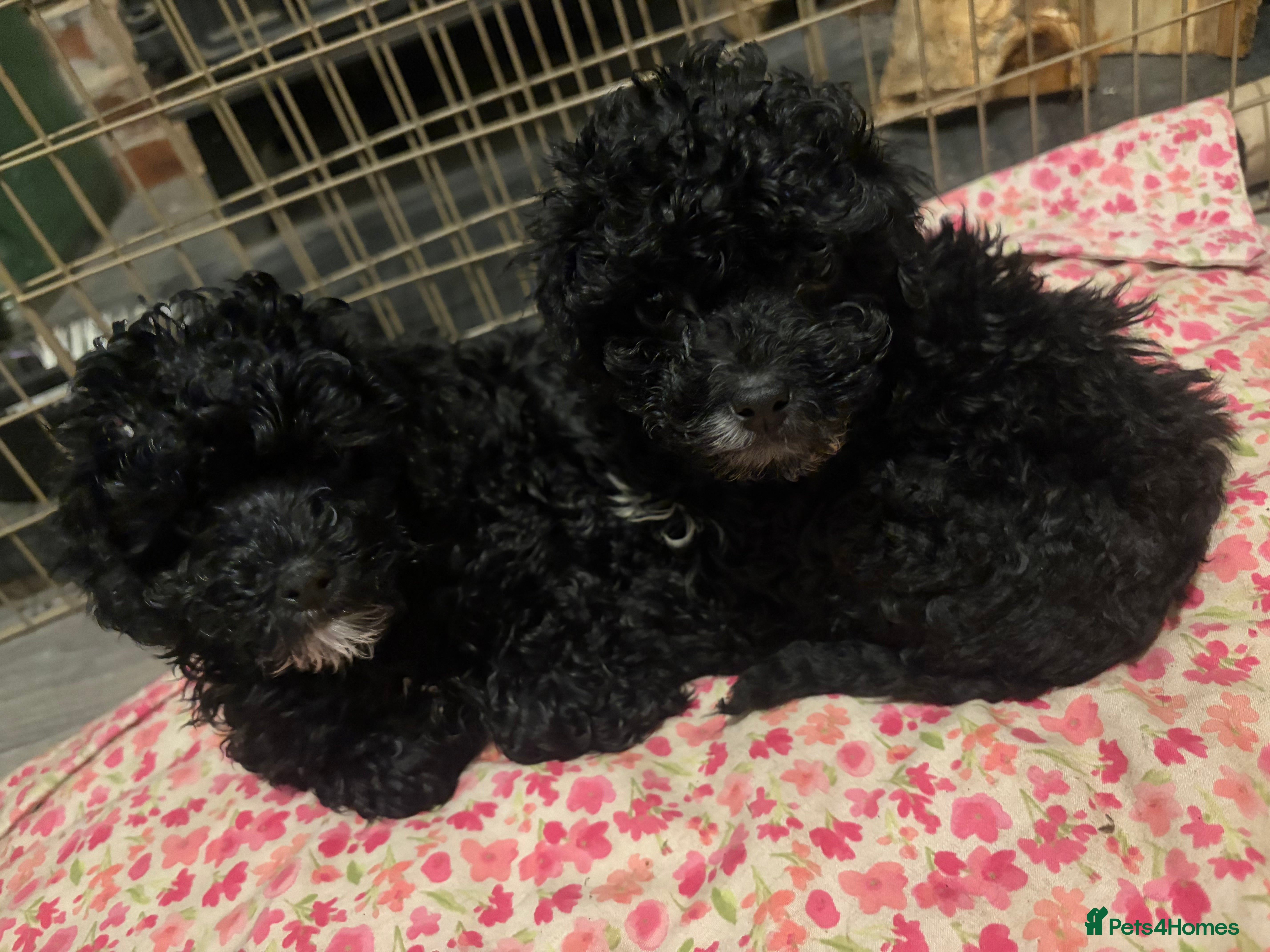 Lhasapoo dogs Three lhasapoo pups 2 girls & 1 boy  - Advert 1