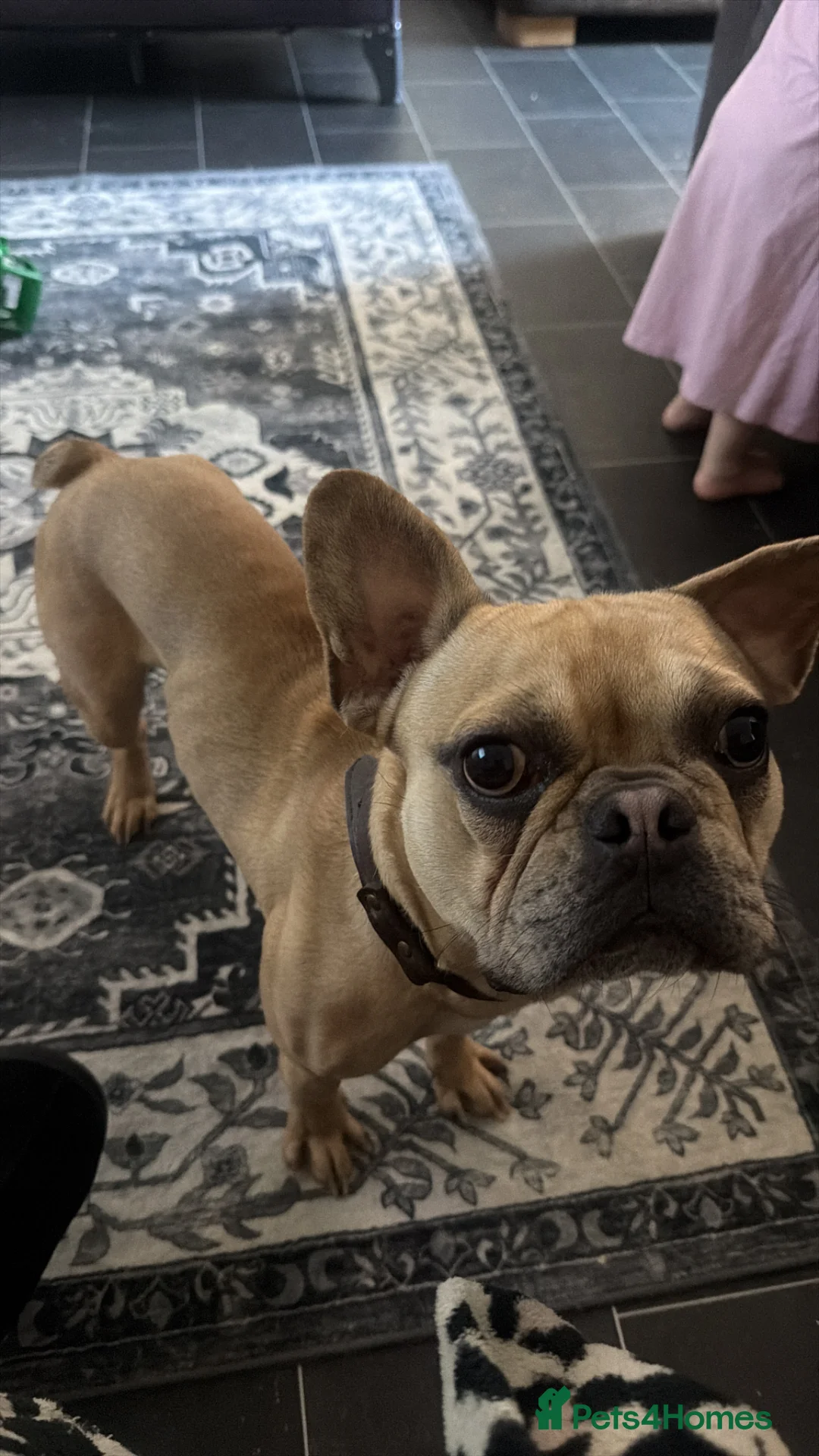 French Bulldog dogs for sale: Tyson French bulldog  - Advert 2