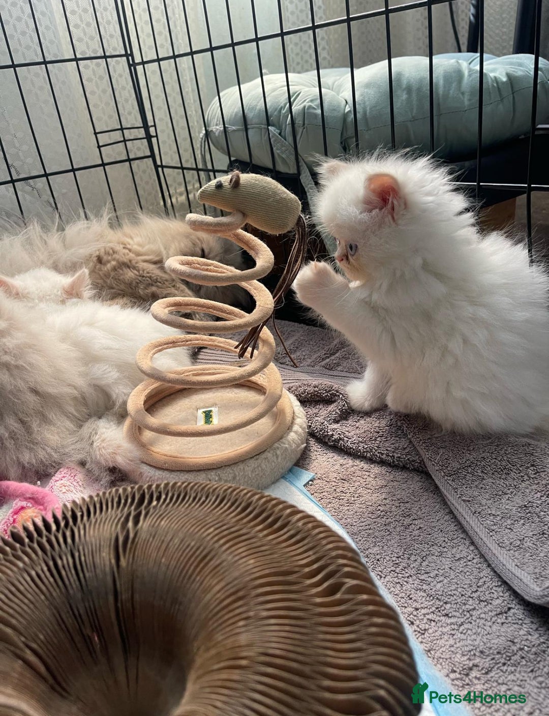 Persian cats for sale: Color point Persian kittens - Image 2
