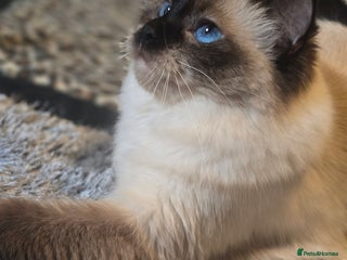 Ragdoll cats Precious GCCF Registered Ragdoll Kittens - 3 Boys - Advert 1