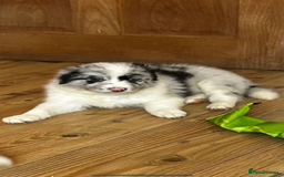 Border Collie dogs for sale: Border collie puppies - Image 4