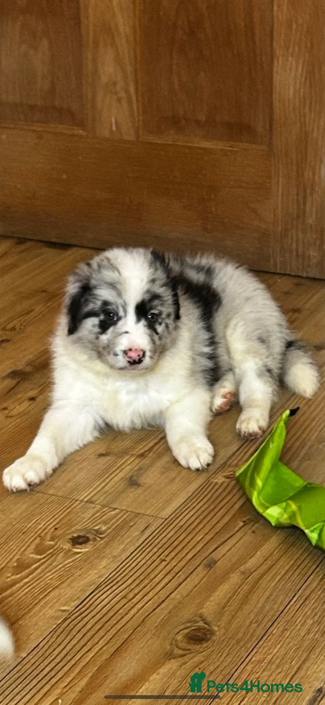 Border Collie dogs for sale: Border collie puppies - Image 4