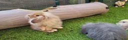 Mini Lion Lop rabbits for sale: Stunning Mini Lion Lops - READY SATURDAY - Advert 28